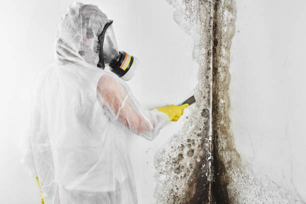 Best Attic Mold Removal  in Flat Rock, MI