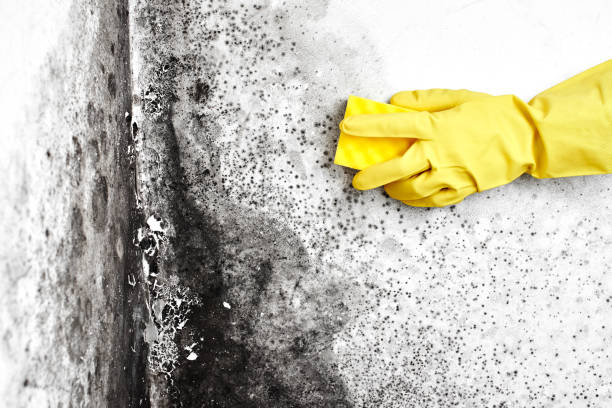 Best Fast Mold Removal  in Flat Rock, MI