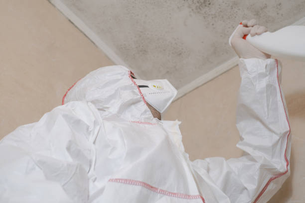 Reliable Flat Rock, MI Mold Removal Solutions