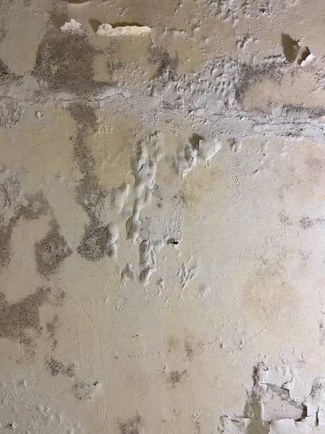 Best Mold Damage Repair  in Flat Rock, MI