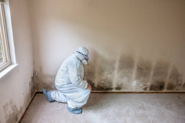 Crawl Space Mold Removal in Flat Rock, MI