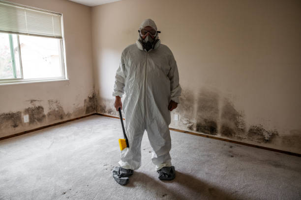 Mold Testing and Removal in Flat Rock, MI