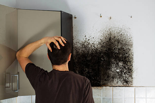 Best Home Mold Removal  in Flat Rock, MI