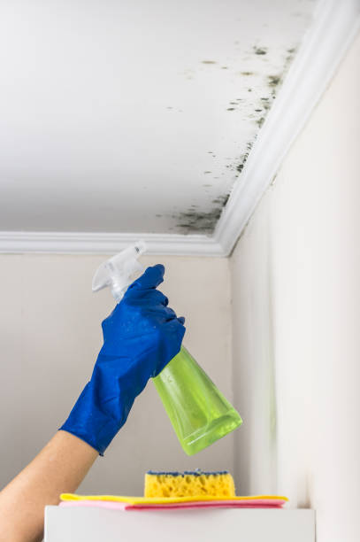 Best Office Mold Removal Services  in Flat Rock, MI