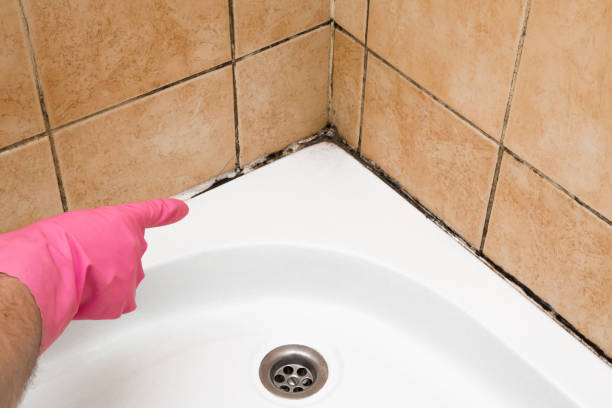 Best Mold Cleaning Services  in Flat Rock, MI